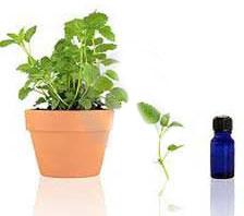 Lemon Balm Oil