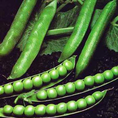 Green peas, Shelf Life : 10 Days