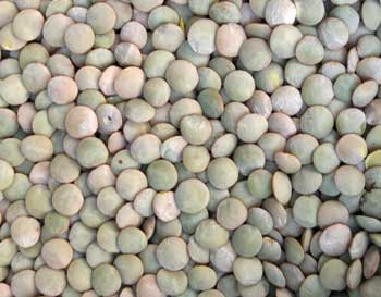 Lentil Seed