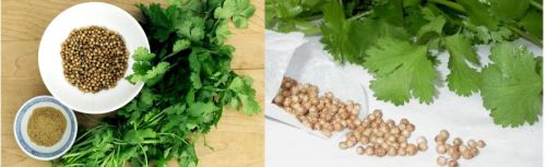 Coriander, Shelf Life : 12 Months