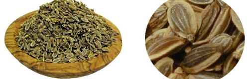 Dill Seeds Specialities : Good Quality, Good For Health