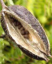 Ambrette Seed Oil for Aromatherapy, Perfumery