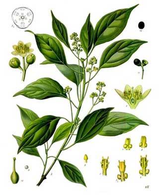 Camphor Essential Oil, For Aromatherapy, Medicine Use, Personal Care