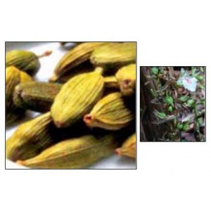 Cardamom Oil