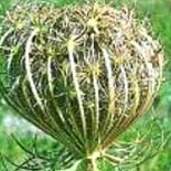 Carrot Seed Essential Oil, For Medicines, Packaging Type : Glass Bottels