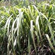 Citronella Oil, Packaging Type : Yellowish