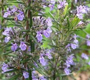 Salvia Sclarea (Clary Sage) Clary Sage Oil, Grade : Premium