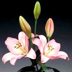 Costus Root Oil, Packaging Type : Bottle