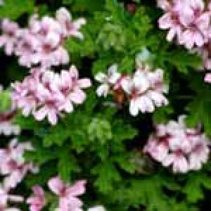 Geranium Oil for Skin Care, Wound Healing, Aromatherapy