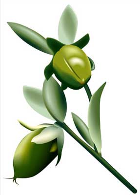 Jojoba Oil