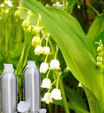 Lily Absolute Oil, Color : Yellow To Orange Liquid