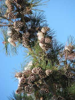 Pine oil for Aromatherapy, Disinfectant