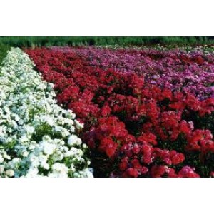 Grade D Rose Attar for Perfumery, Cosmetic Industry, Aromatherapy