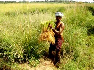 vetiver oil, Packaging Type : Golden Brown for Antiseptic