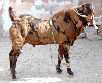 Sirohi Goat