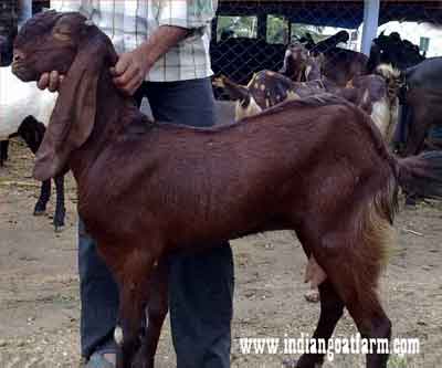 Totapari Goat