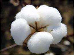 Raw Cotton, For Textile Industry, Pattern : Plain