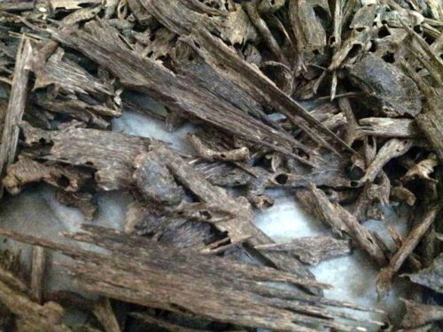 Agarwood Chips