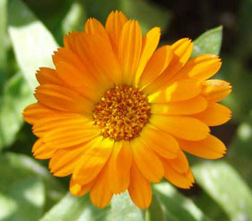 Flowers Calendula Oil, Shelf Life : 24 Months