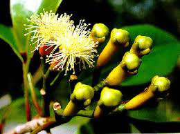 Blended Organic Clove Oil, Packaging Type : Plastic Bottle, Can (tinned)