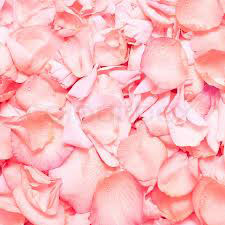 Rose Floral Water, For Health Care, Feature : Bacteria Free, Refereshing Aroma