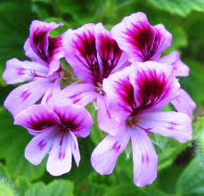 Organic Rose Geranium Oil, For Cosmetics, Form : Liquid