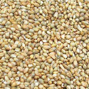 Millet Seeds