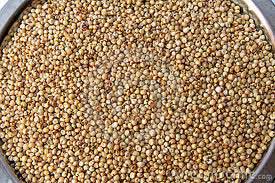 Sorghum Seeds, Storage Instructions : Dry Place