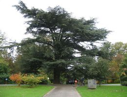 Cedarwood Oil