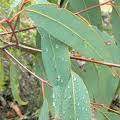 Eucalyptus oil, Application : Stomach Issue