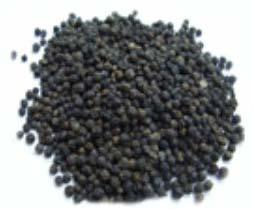 Black Pepper Seeds