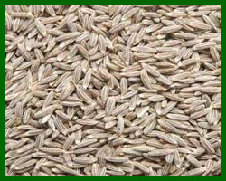 Cumin Seed