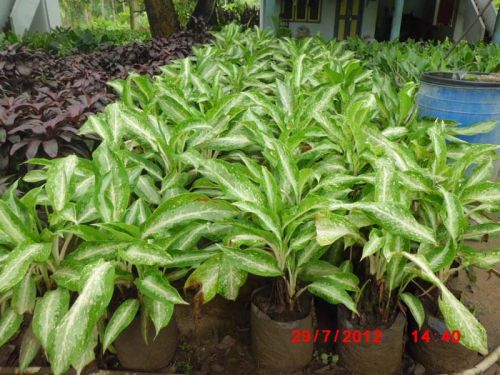 Aglaonema Plant