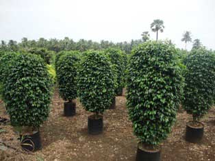 Organic Ficus Benjamina Black, For Ayurvedic Medicine, Color : Green