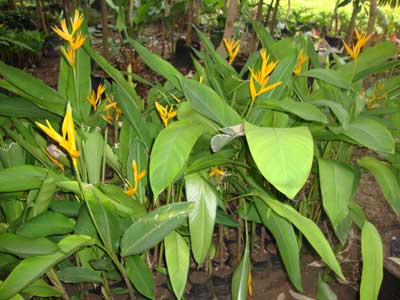 Heliconia Psittacorum, Features : Fine Quality