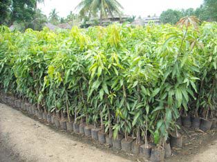 Mangifera Indica, Color : Green