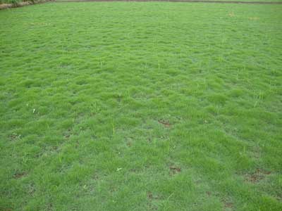 Mexican Lawn Grass, Color : Green