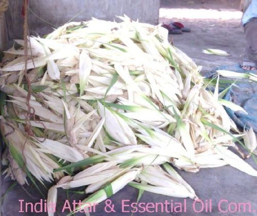 Kewra Oil, Purity : 100 %