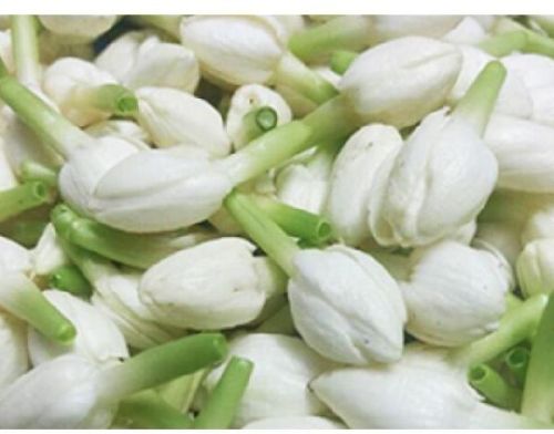 Fresh Jasmine Flowers