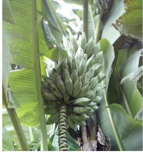 General Fresh Banana