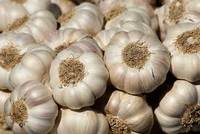 Fresh garlic, Number Of Flower : Vegetable