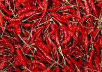 Fresh Red Chilli
