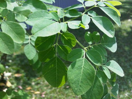 Moringa Oleifera Extract, Shelf Life : 3 Year