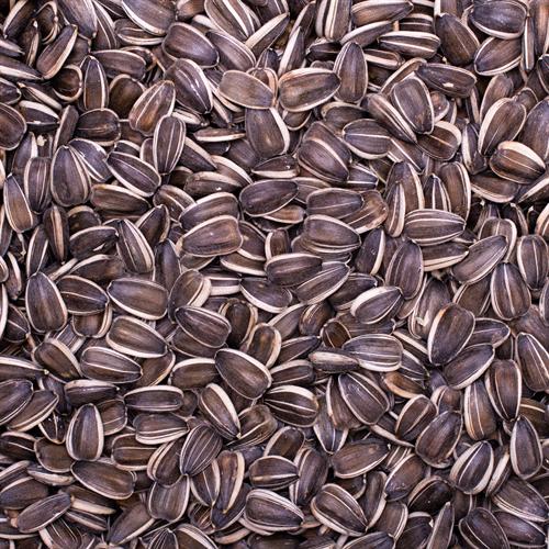 Sunflower seed