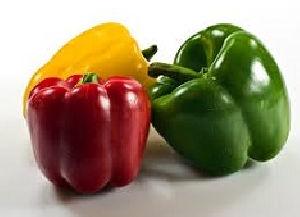 Fresh Capsicum, Shelf Life : 10-15 Days