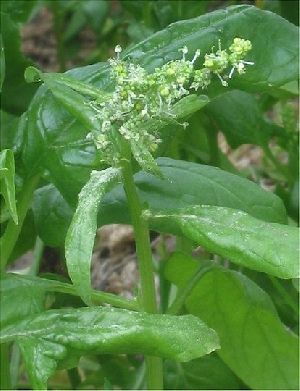 Organic Fresh Spinach