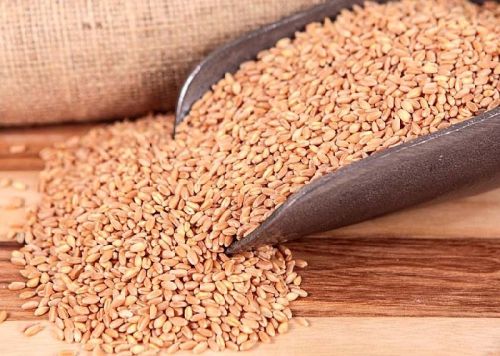 Organic Wheat Seeds, For Roti, Khakhara, Grade : Food Grade