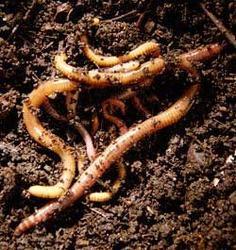 Bio Organic Fertilizer, Brand Name : lvzhiyua, Form : Granules