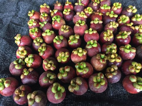 Natural Mangosteen, Packaging Size : 10kg, 1kg, 25kg, 5kg