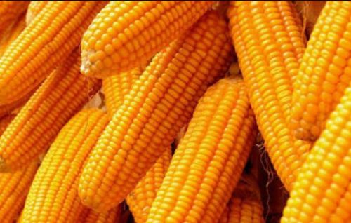 Yellow Maize